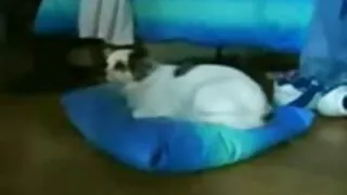 Тод cospla ottenuto нь туранхай охин