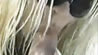 Шивээстэй ширүүн харц нь busty бяцхан хүүгийн хамт завсраар spanked
